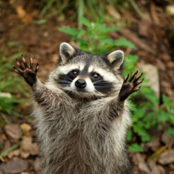 Cute racoon with hands in air